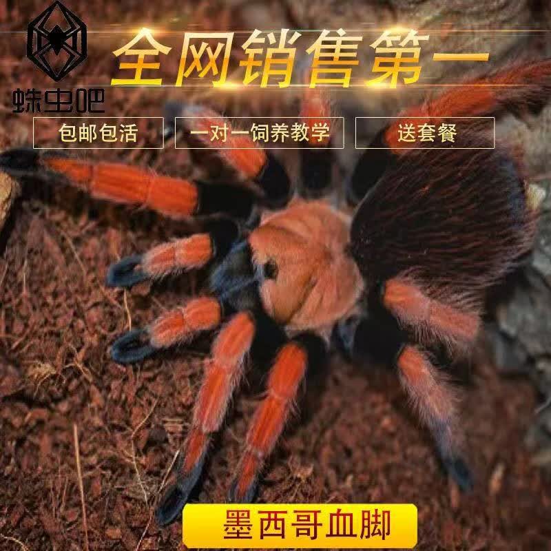 墨西哥血脚蜘蛛红色稀有捕鸟蛛活体宠物温顺好养寿命长aph属爬宠 0
