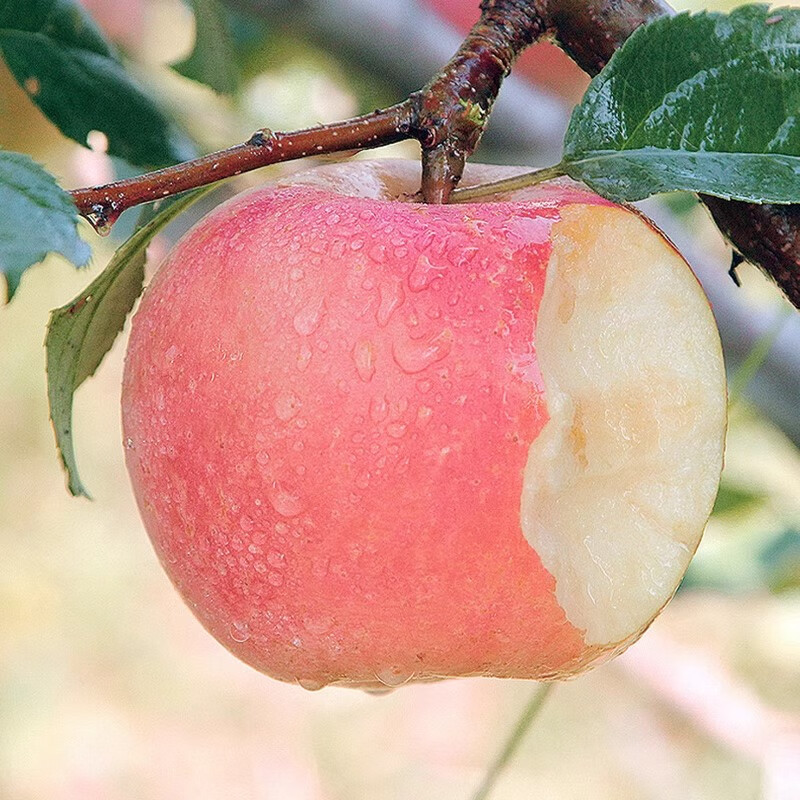 绿熊庄园正宗天然冰糖心山西丑苹果新鲜现摘脆甜多汁应季水果 送礼推荐 【9枚礼盒装顺丰到家】漂亮果 单果80mm+