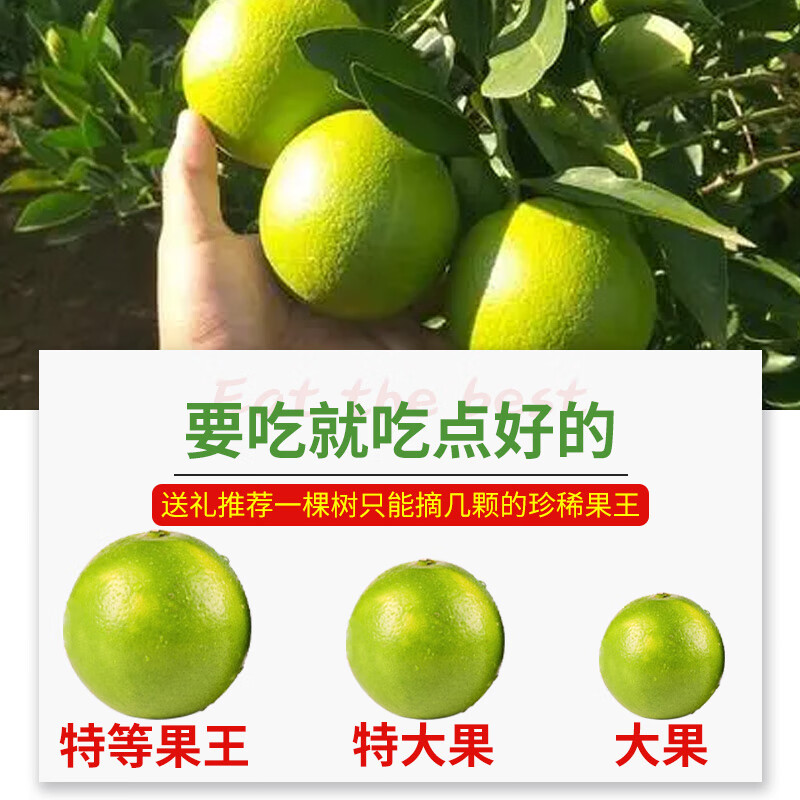 梦宛怡云南冰糖橙正宗哀牢山冰糖橙新鲜橙子水果当季整箱果冻甜橙手剥橙 5斤尝鲜装品质果丨单果60mm+丨净重4.5斤装