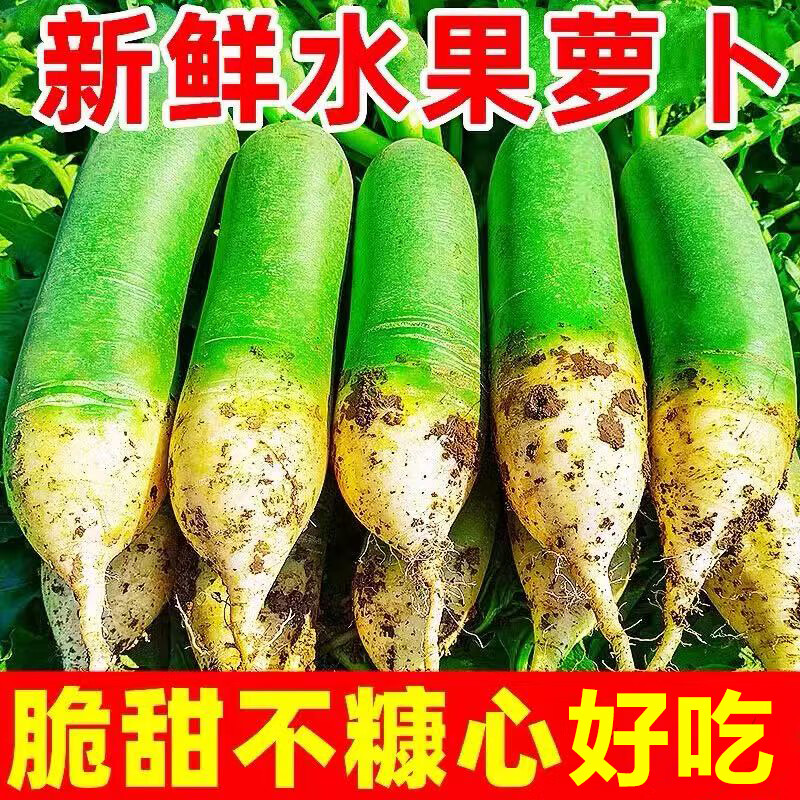 粤迎山东潍坊水果萝卜新鲜甜脆水果型青冰淇淋生吃正宗青绿萝卜脆甜 5斤精选装【脆甜好吃】净4.5斤
