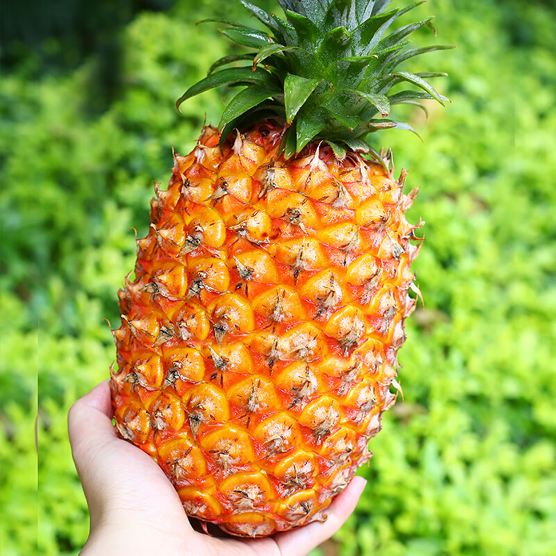 鲜友季海南金钻凤梨新鲜菠萝单果1.3-1.8斤现摘水果生鲜金菠萝 净重4.5-5斤(单果1.3斤起)