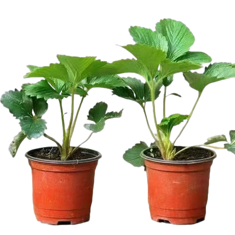 �����ݮ���Դ������ ���������̨��ֲ 1�� 1.9Ԫ