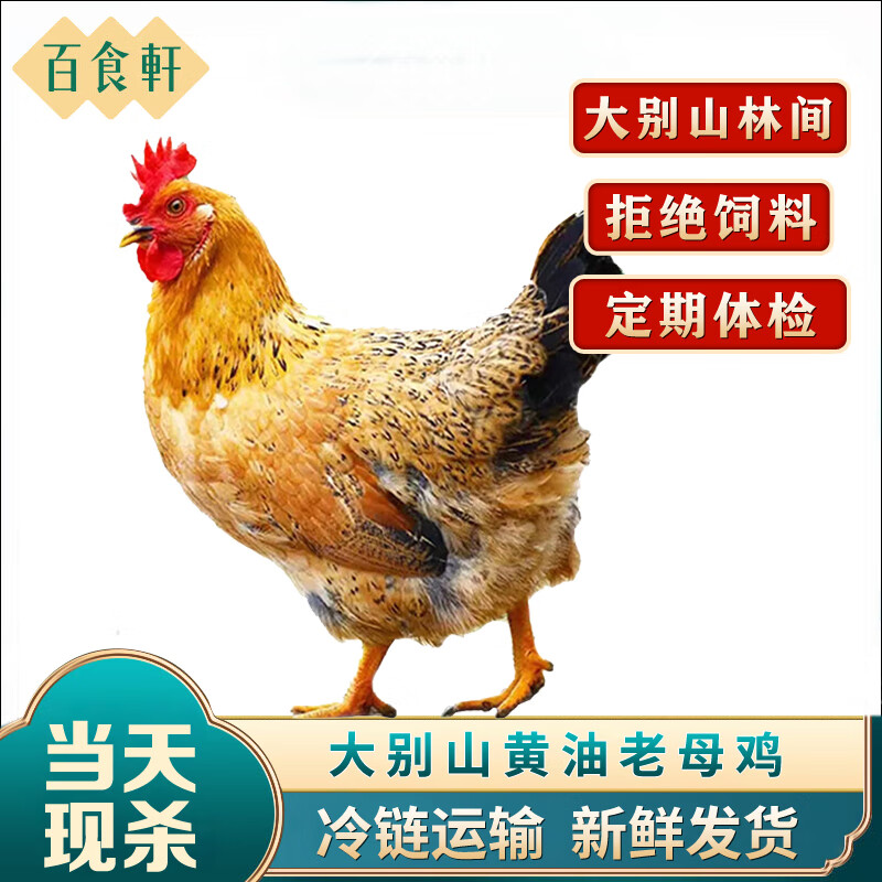 百食轩【两只装】安徽大别山皖西黄油老母鸡 净重4.5-5斤左右/2只_AH 老母鸡2只4.5-5斤左右