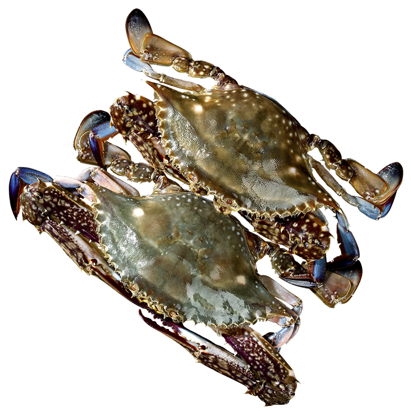 ���ڲ���������з ��ɽ���з��з��з�����䶳����ˮ�� �������� ����������7-9��/ֻ Լ4-7ֻ ���� 4�� 635Ԫ��5��(��127Ԫ/��)