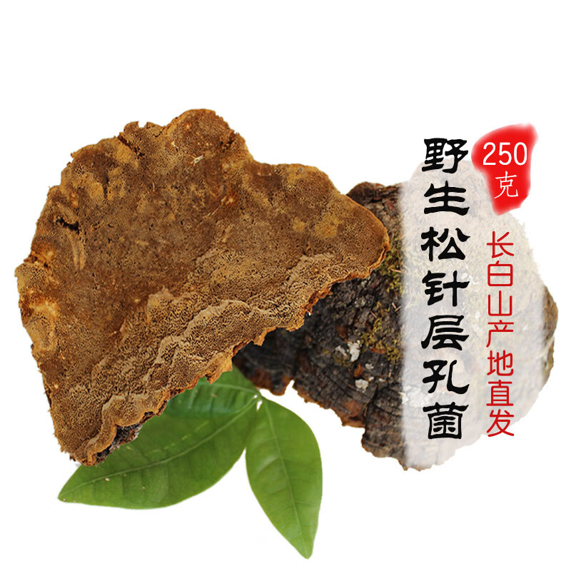 松针层孔菌野生长白山松针灵芝松树桑黄整枝切片打粉林芝250克 原样整