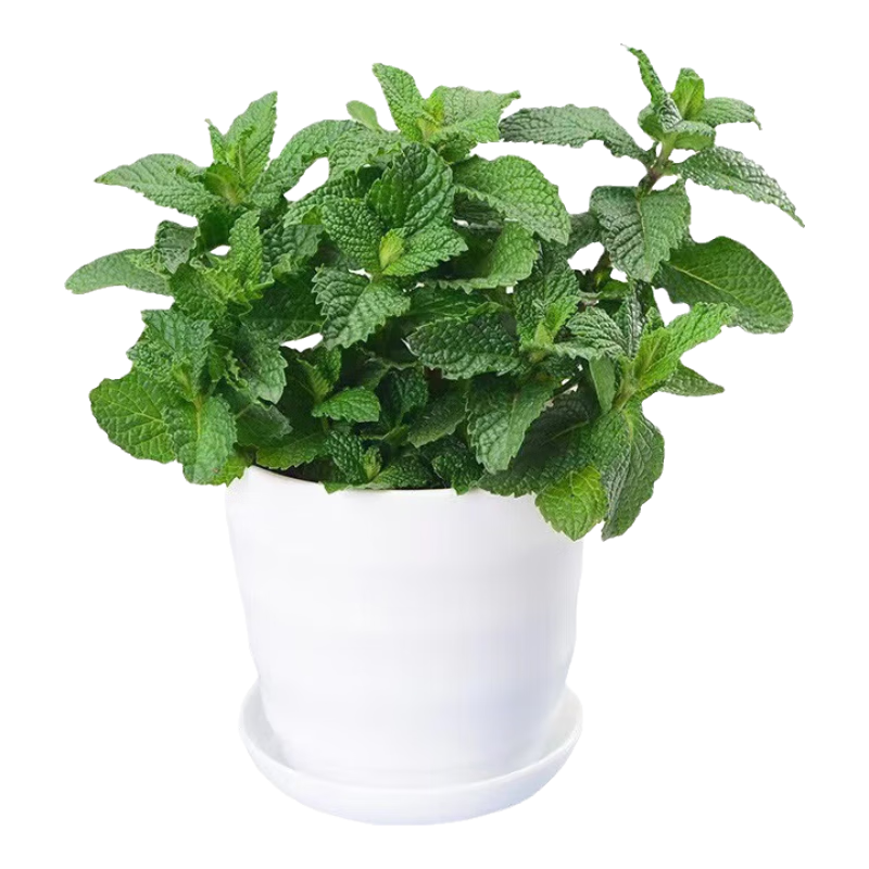 ���Կ�ʳ�����ʱ���Ҷ�������������������������ں���ֲ�� С�象��(��ѡ�����) ���� 3.99Ԫ