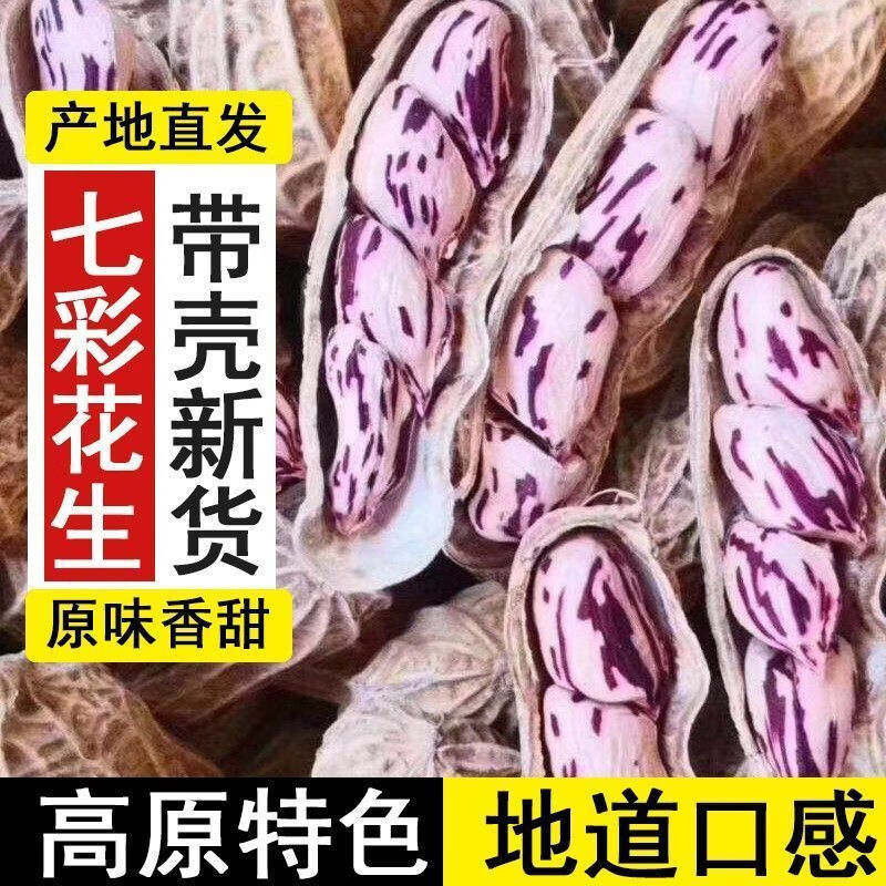 云南特产野地七彩花生带壳新货生花生牛奶花生米晒干新货花皮紫衣 1斤精选农家自种带壳干花生（小颗粒，独颗）