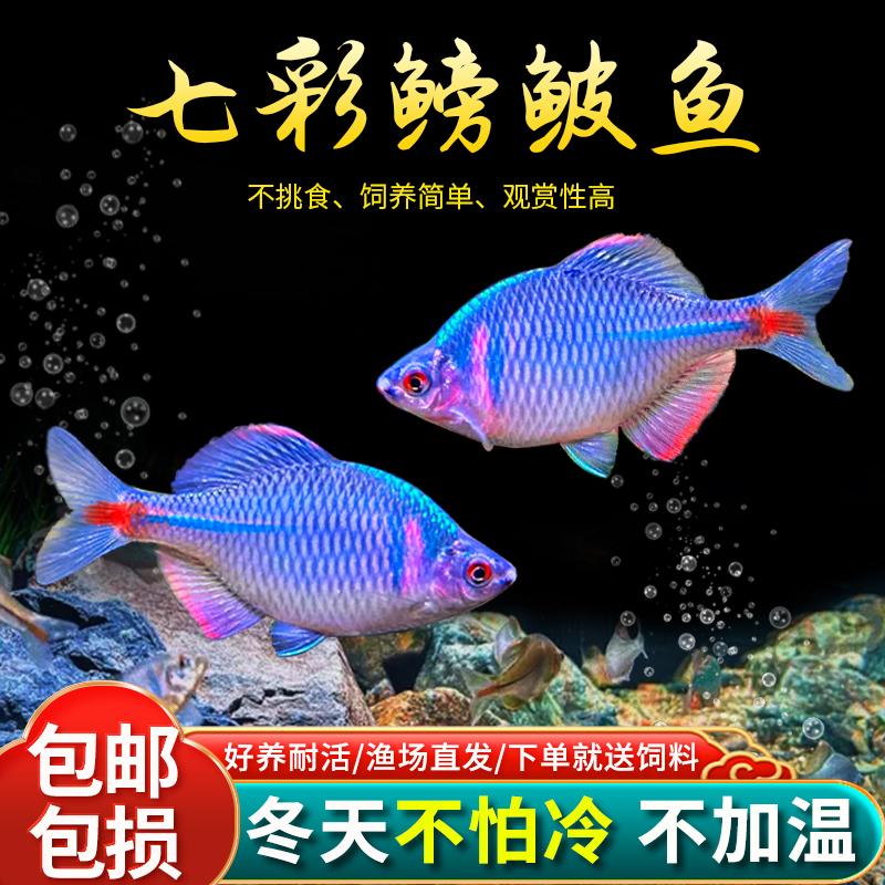 宠小侠七彩鳑鲏鱼观赏鱼旁皮冷水鱼活体小型鱼苗原生群游鱼除藻淡水好养 2.5-3cm20条16送4条备损 【限时抢购】