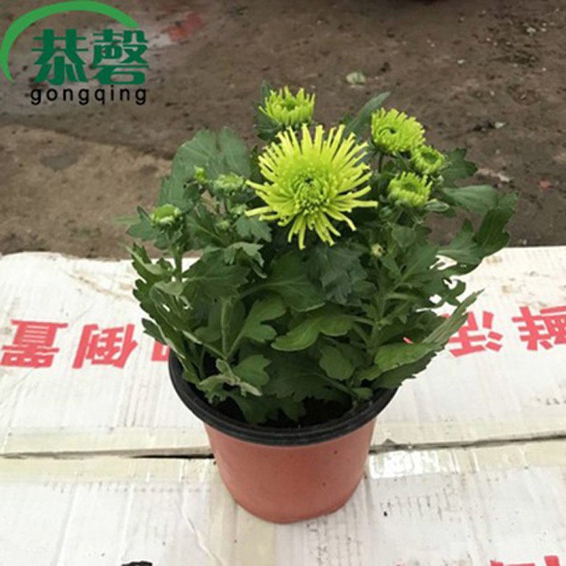 菊花苗耐寒易活四季开花盆栽室内外阳台绿植花卉 白边绿心菊花带花苞