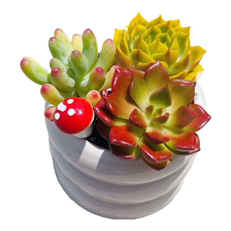 ֲϴԺðֲܾƷ׶԰ֲ 3+ֺ(·) ھԼ6.5cm߶Լ6.5cm 10.99Ԫ