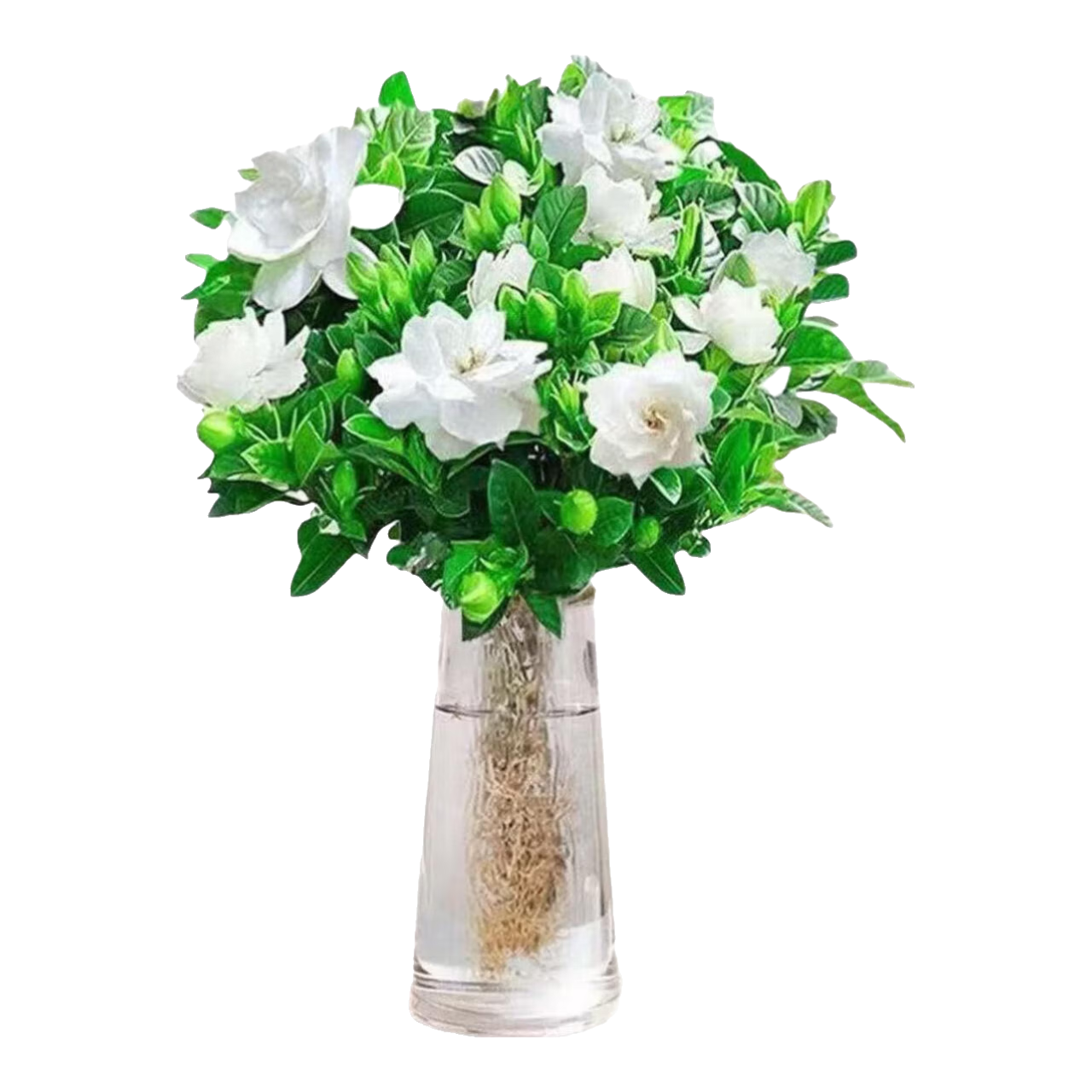 【新人专享】小盆栀子花盆栽四季开花室内水培花卉绿植物好养易活 20-30cm【1株】好多月开花 浓香型栀子花