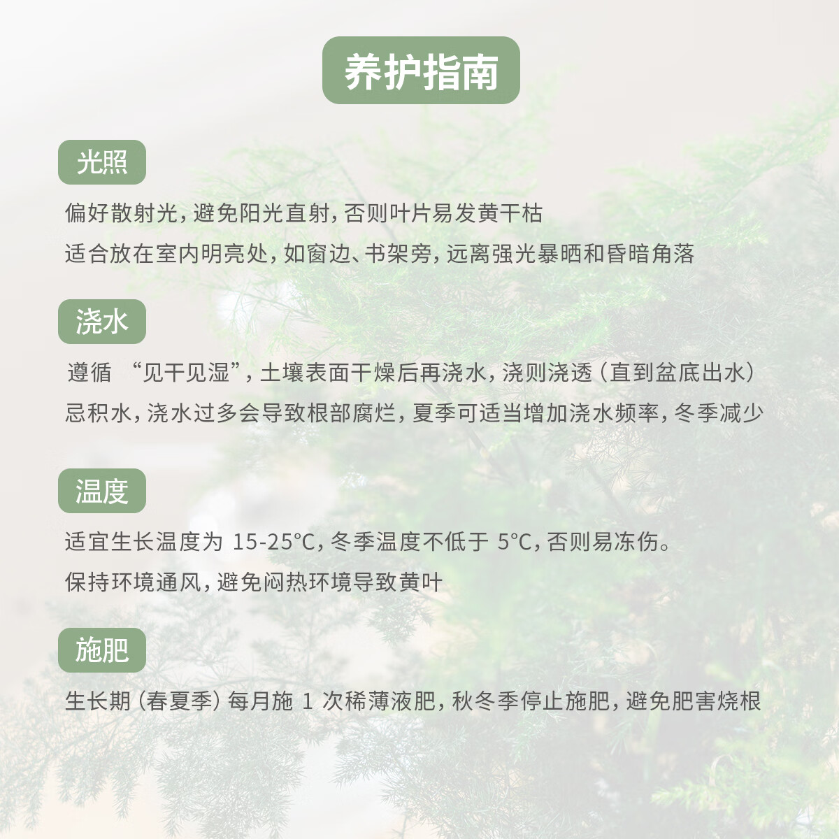 植导引力文竹绿植小盆栽四季常青室内桌面花卉植物 【2盆】文竹+轻奢灰自吸盆