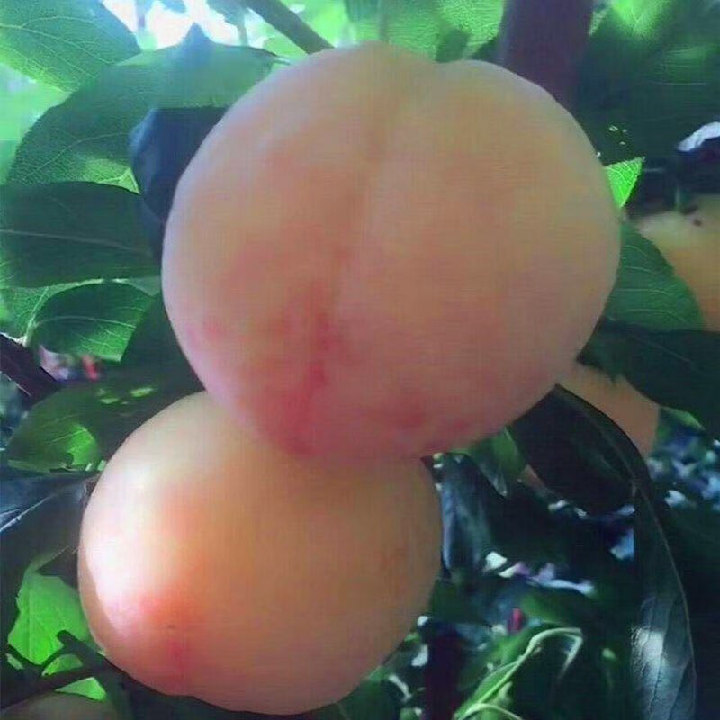 新品种美人醉李子苗 特大离核李子嫁接苗 盆栽地栽庭院南北方种植 4年