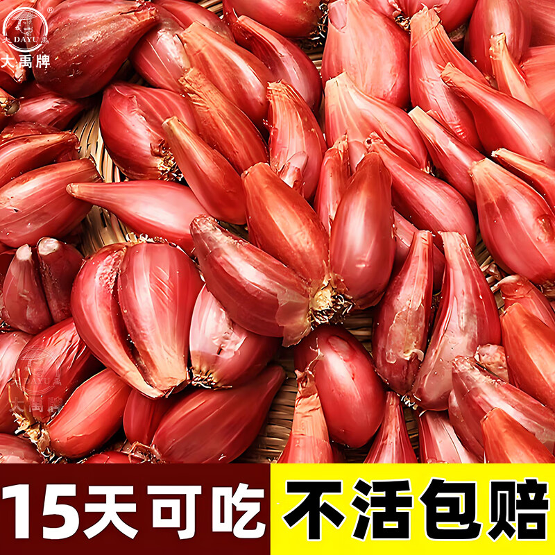 大禹火葱头种子香葱种头四季小香葱种苗正宗红葱头老品种香葱根苗 火葱红葱头种子 9斤