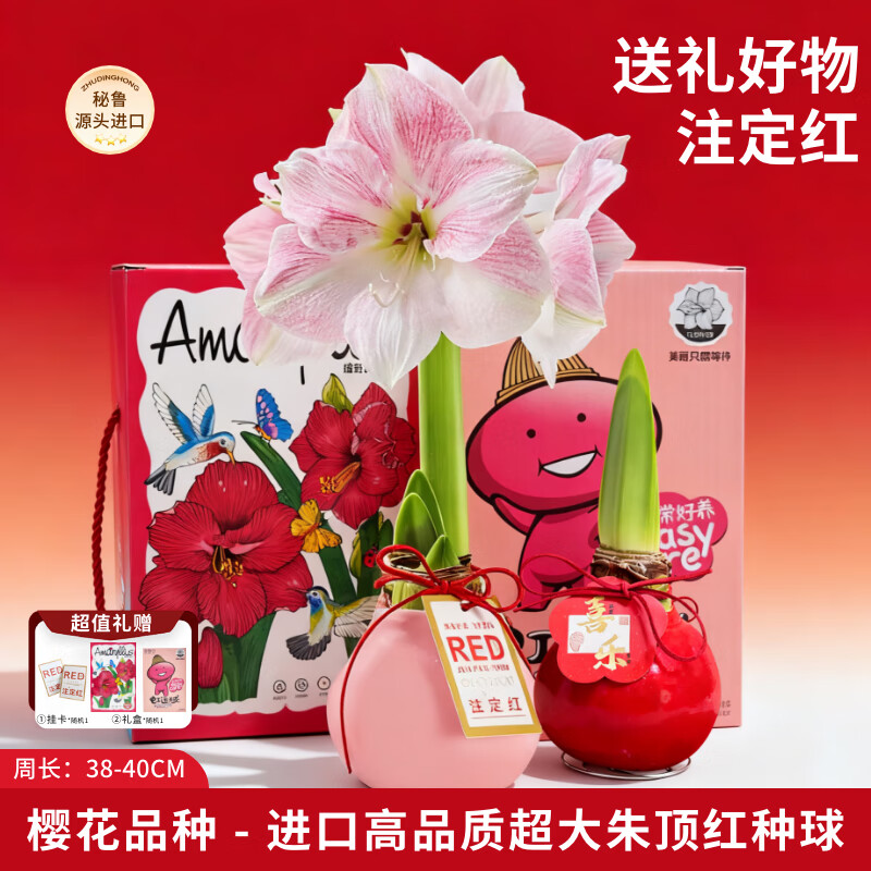 京东鲜花新年年宵礼物进口朱顶红礼盒版-樱花34-36cm蜡球特大花卉源头直发