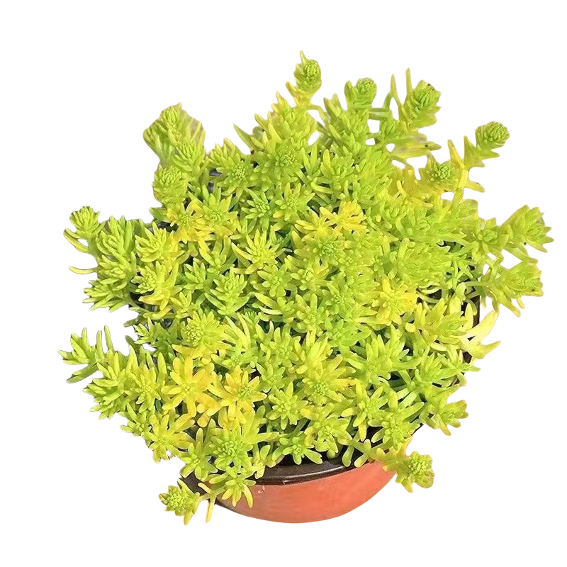 ���ʻƽ��ײ��ļ����̻ƽ����ͺ��ͺ������������ݶ�ͥԺ�޸��� �ƽ��ײ�20����� �߶�15-20CM��һ����������