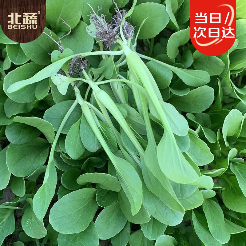 北蔬 鸡毛菜种子速生小白菜春四季蔬菜籽 全季鸡毛菜种子10g约2500粒