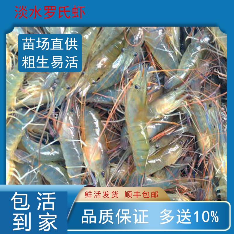 新一代罗氏沼虾苗 南美白虾 淡水养殖 鱼苗  食用虾 虾苗技术指导古介