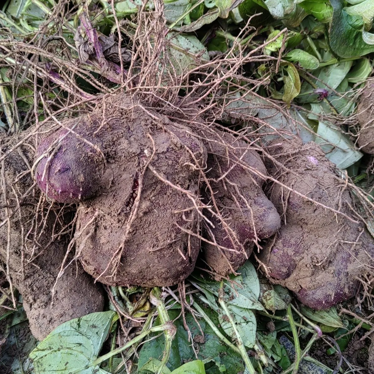 广西正宗脚板薯紫山药老品种紫色皮大薯火苕毛薯新鲜 5.4斤脚板薯（紫山药-形状不规则）含箱