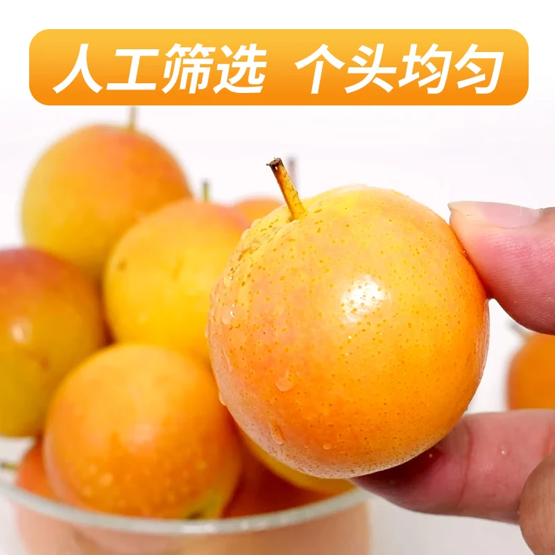 澄州呈礼正宗南果梨 辽宁鞍山红南国梨东北特产香水梨子新鲜水果 京东快递 黄南果梨 试吃装2斤