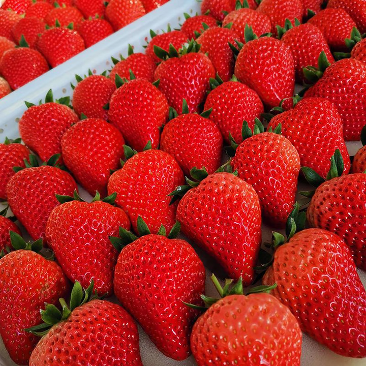 ǰݮ99ղݮժʹݮˮ 2װѡ 78.8Ԫ