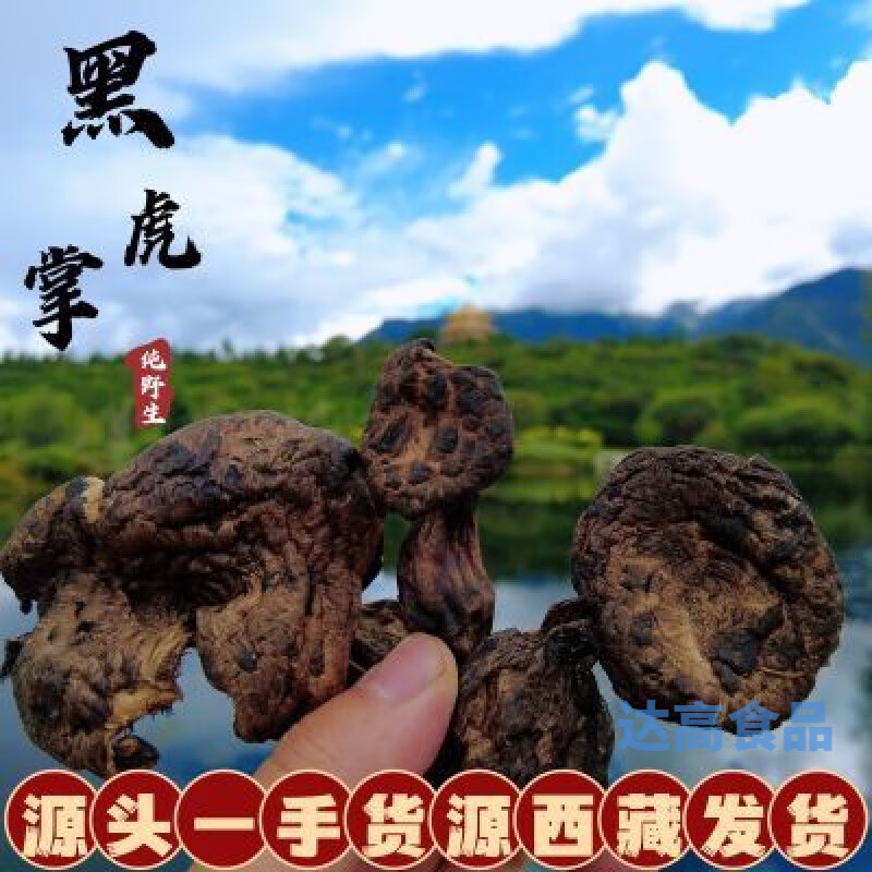 西藏直发野生美味虎掌菌那曲高海拔野生獐子菌黑虎掌菌干货整朵晒 高