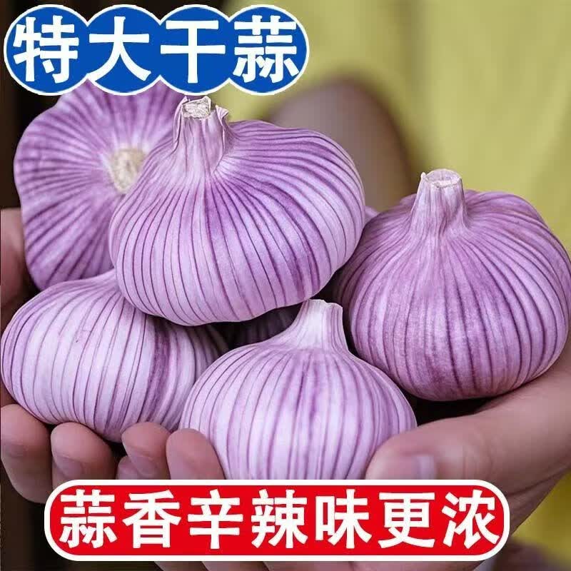 【新干蒜】新鲜紫皮大蒜头农家自种新鲜蒜头便宜包邮大蒜头 新干蒜优等品 【带箱0.12斤】3头大蒜（看清下单）