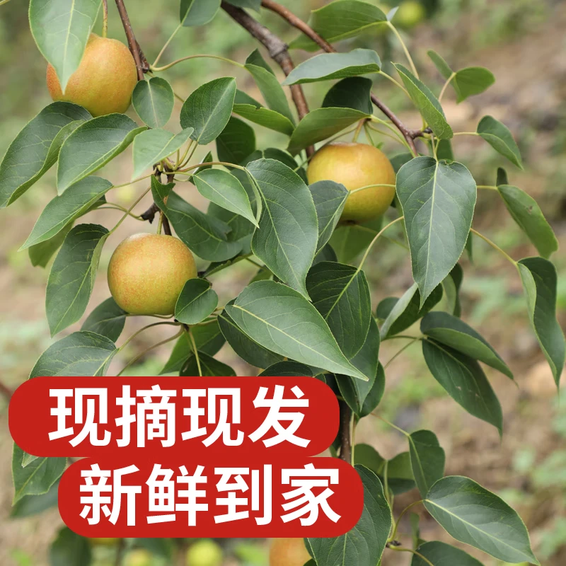 澄州呈礼正宗南果梨 辽宁鞍山红南国梨东北特产香水梨子新鲜水果 京东快递 黄南果梨 试吃装2斤