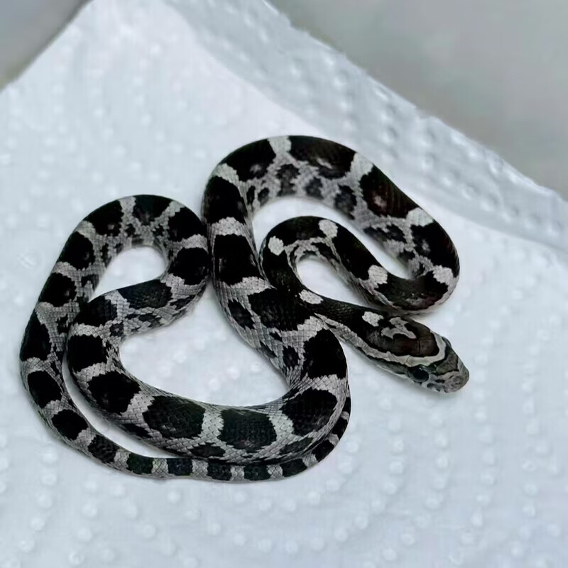 萌宠蛇活物宠物蛇爬宠活体异宠蛇真蛇炭黑玉米蛇包活好养安稳售后