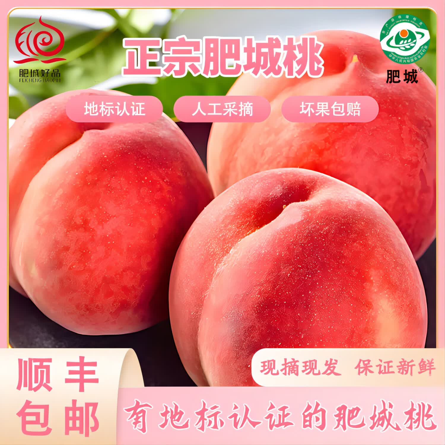 正宗山东肥城水蜜桃子国企自有果园当日现摘现发顺丰包邮 国企果园地标认证肥城桃 【性价比】12只装总重4.5-4.8斤