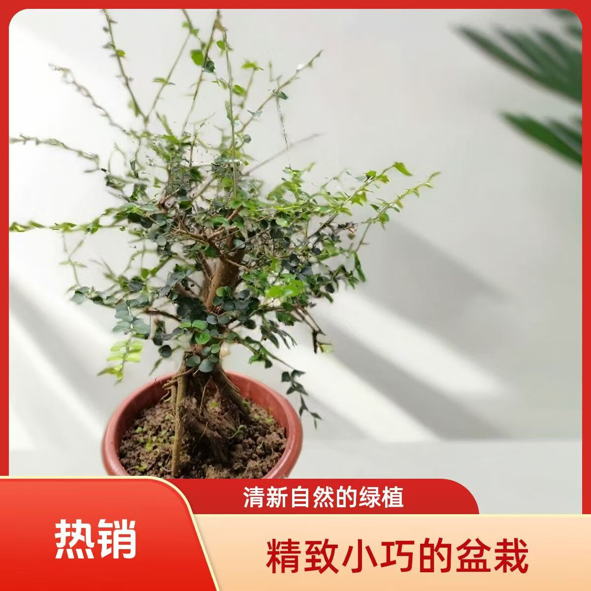 开花浓香海南香兰提根飘枝悬崖造型盆景花园植物盆栽绿植假山造景 矮霸造型香兰 带盆栽好 京东折扣/优惠券
