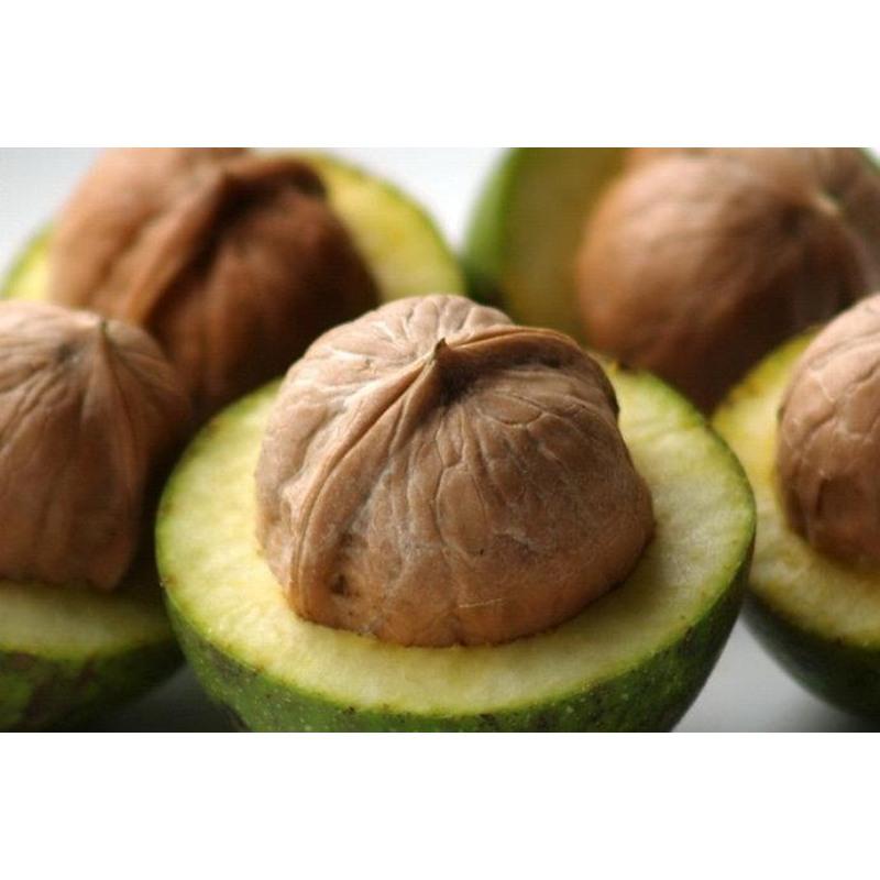 核桃树苗龙辰语核桃树苗纸皮薄皮文玩核桃苗地栽当年结果南方种植北方