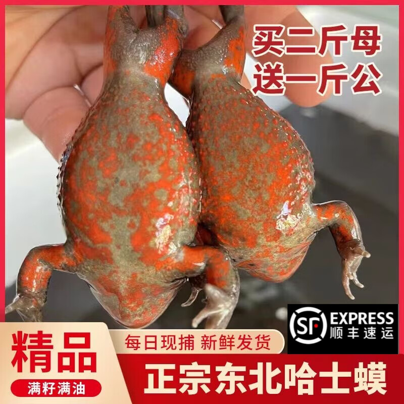 活林蛙东北哈什蚂鲜活全母满籽东北长白山鲜活雪蛤红肚蛤蟆母豹子
