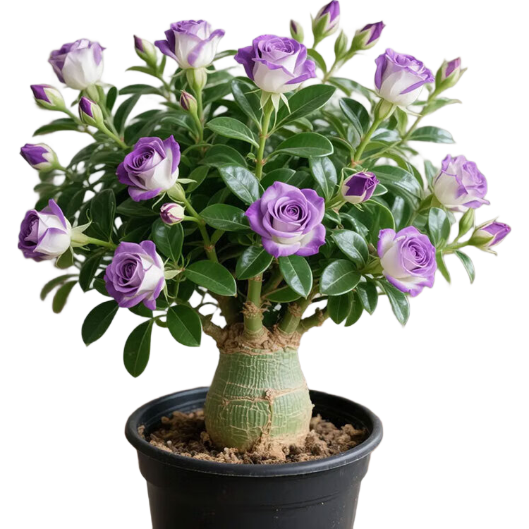 ƷɳĮõļͥԺֲ̨׻  3統꿪 