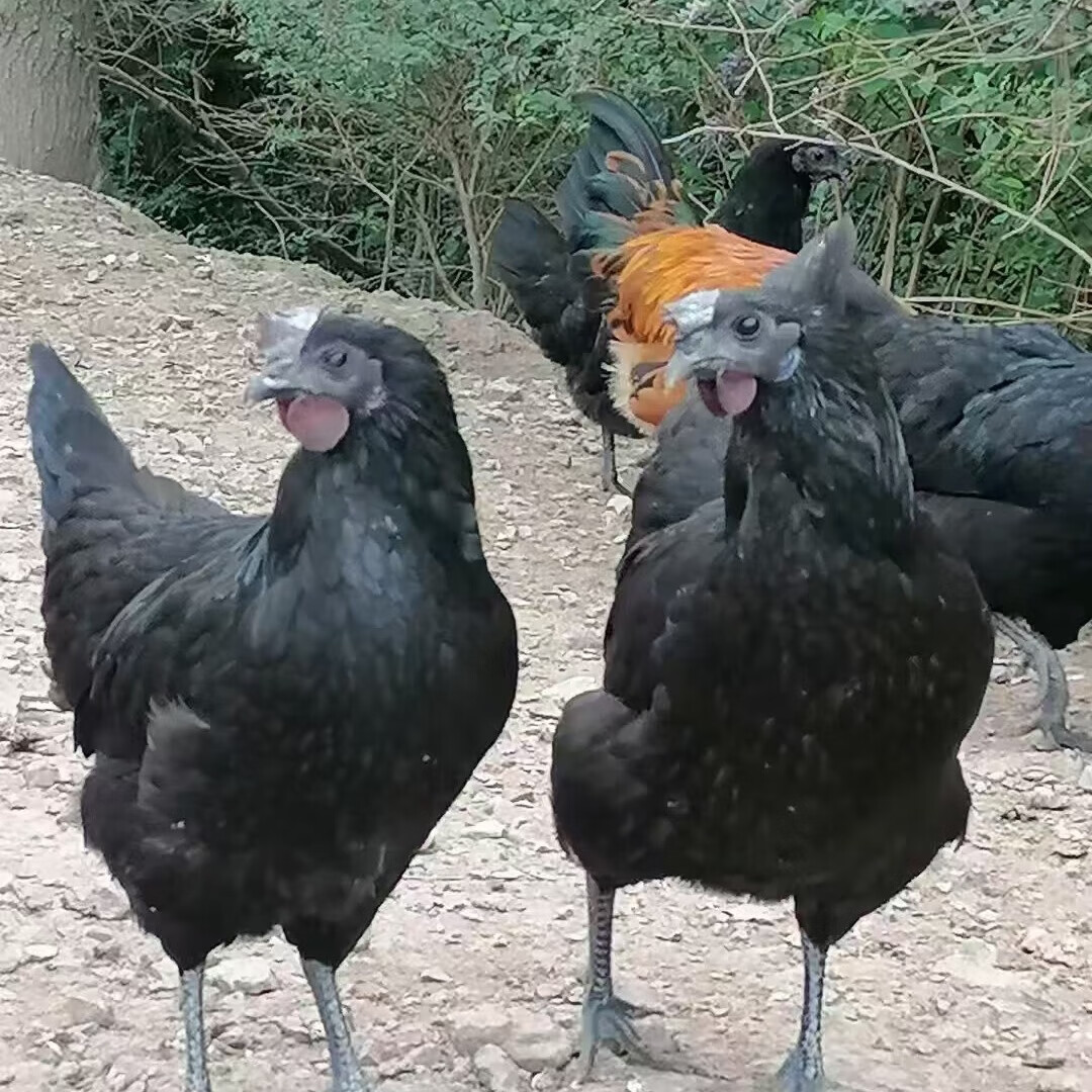 象山海岛农家果园散养土鸡乌鸡2年老母鸡月子鸡 净重3.1-3.3斤 京东折扣/优惠券