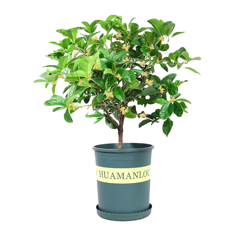 ��˿�� �ļ������� 2���� ����ͥԺ��̨�������� �ͺ���ֲ 6.26Ԫ