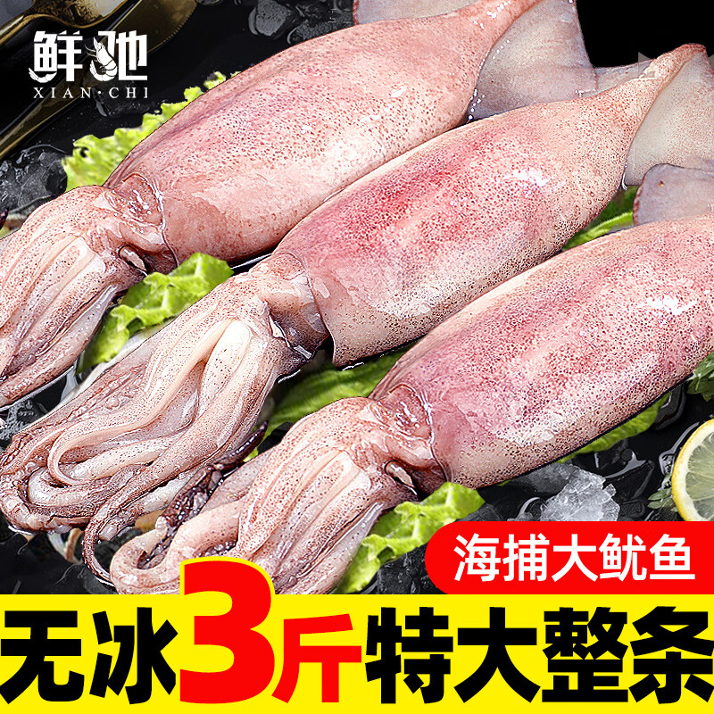 鲜驰 新鲜鱿鱼 海捕冷冻超大整只鱿鱼火箭鱿鱼头烧烤铁板鱿鱼商用批发 整条大鱿鱼 3斤(净重) 