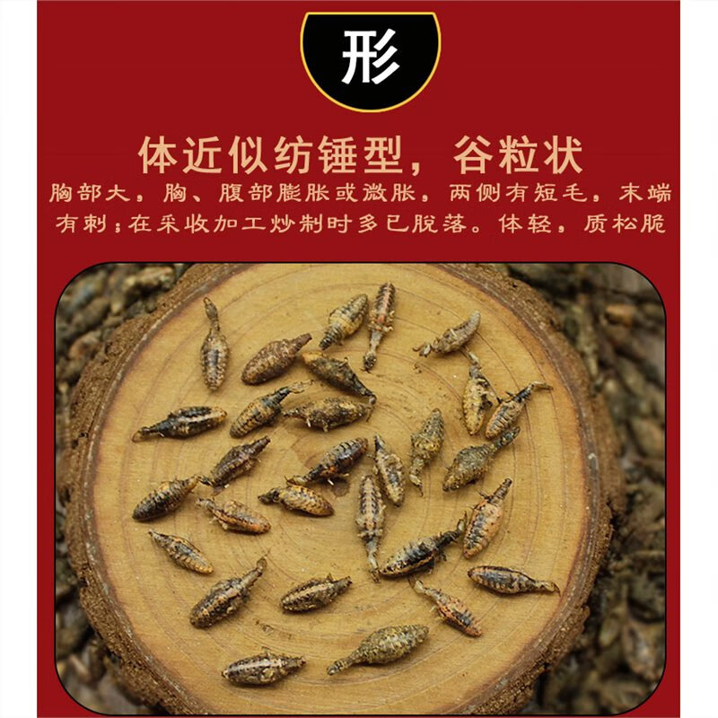 正宗金沙牛中药材正宗金砂牛倒行狗子睡虫干净野生地牯牛蚁狮 金沙牛 5g*1罐