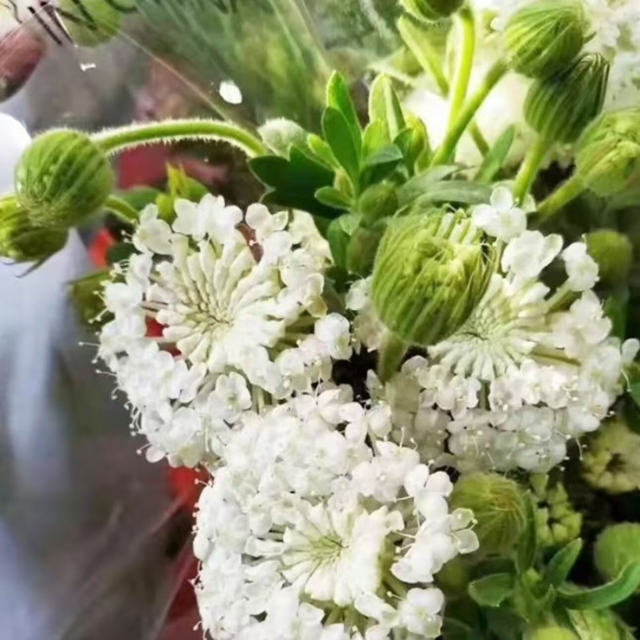 圣代鲜花云南昆明直发松虫草办公室客厅花瓶水养送礼婚 白色翠珠花1扎
