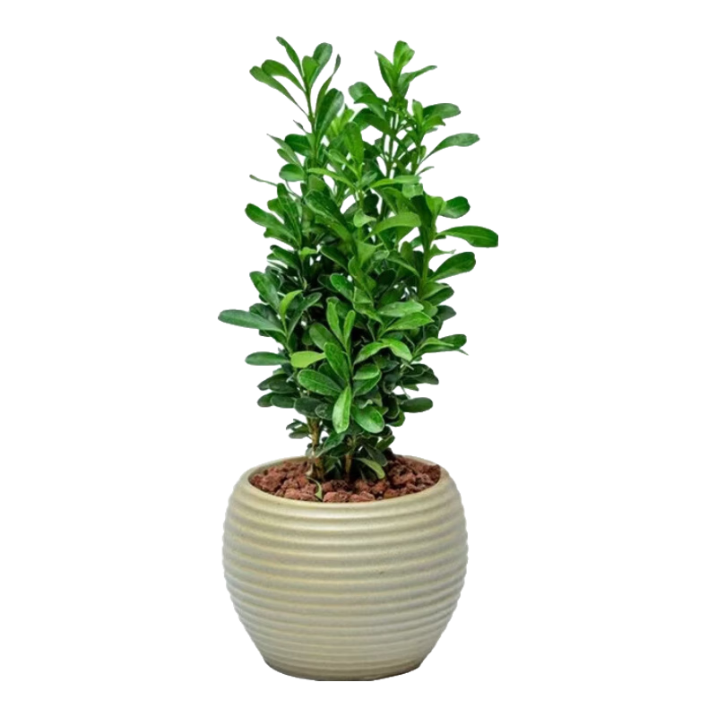 �����辰�ͺ��칫���������ļ����������������ͥԺ����������ֲ �������ԣ�35���׸�һ�� ������ �������ʷ��� 1.3Ԫ