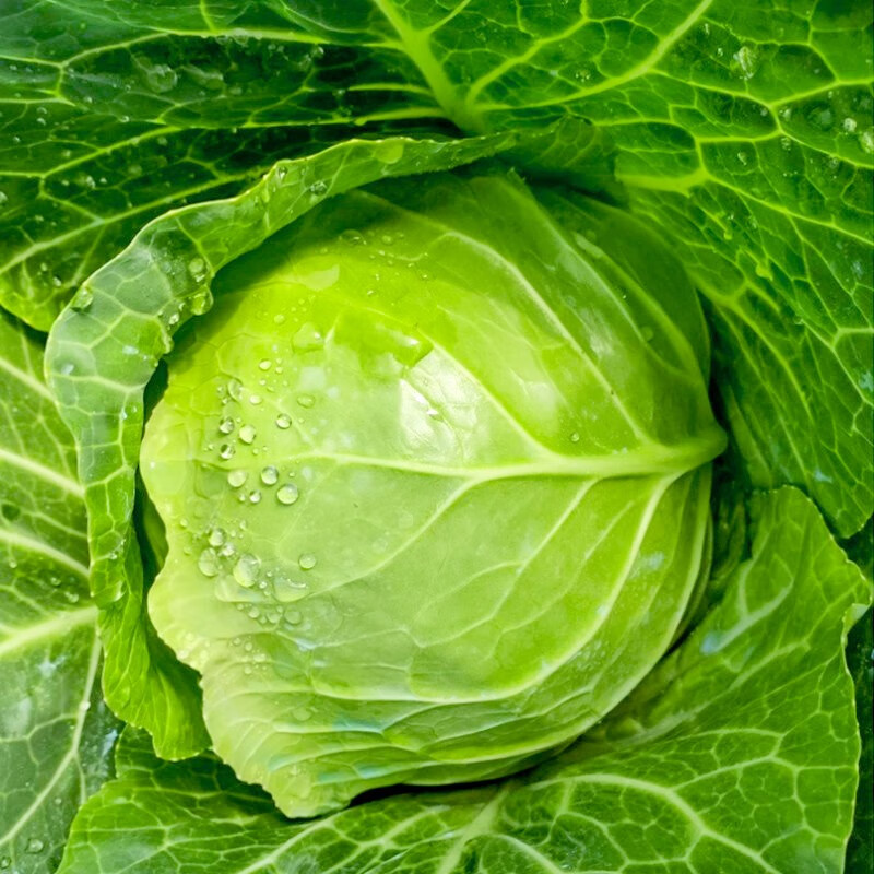 紫大头菜牛心家庭种植春冬季蔬菜种籽 寿禾秋甜2号绿甘蓝种子100粒