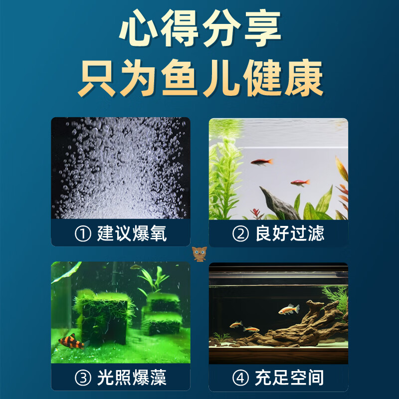 百纶木千兰寿金鱼小鱼观赏鱼淡水鱼锦鲤泰狮金鱼冷水鱼活体国粹蝶尾小金鱼 【精品随机】4-5cm 小兰寿+小泰狮 各6共12条送鱼粮