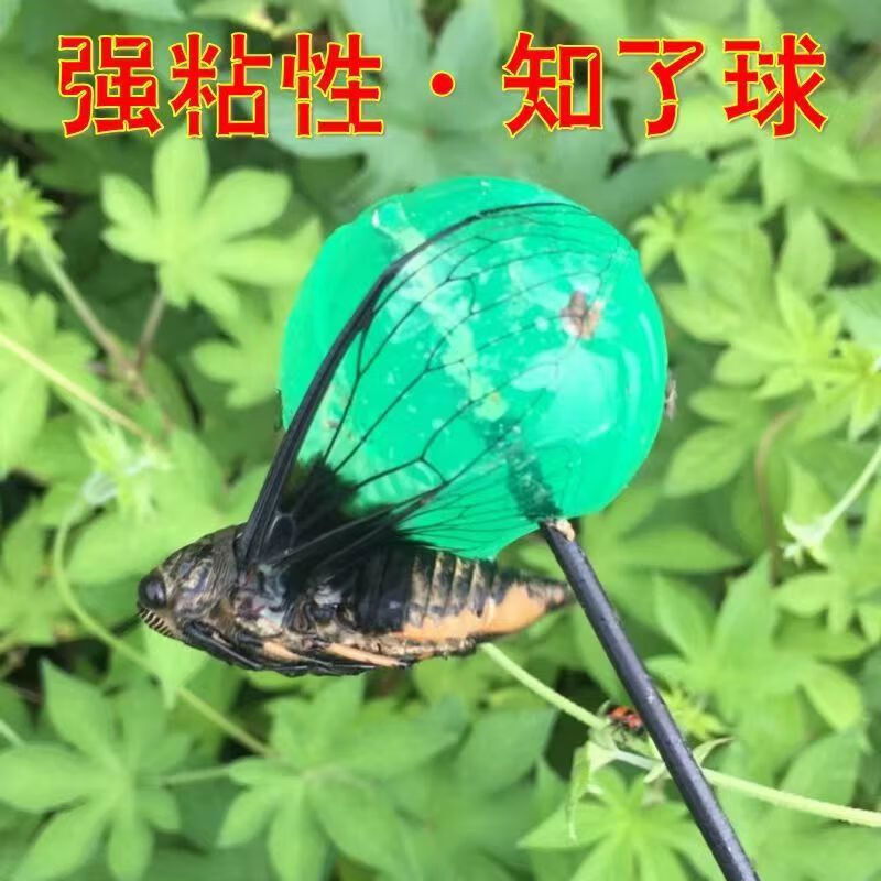旭杉斯粘知了胶夏季粘捕蝉工具户外玩具解压圆球粘粘球抓知了神器小绿