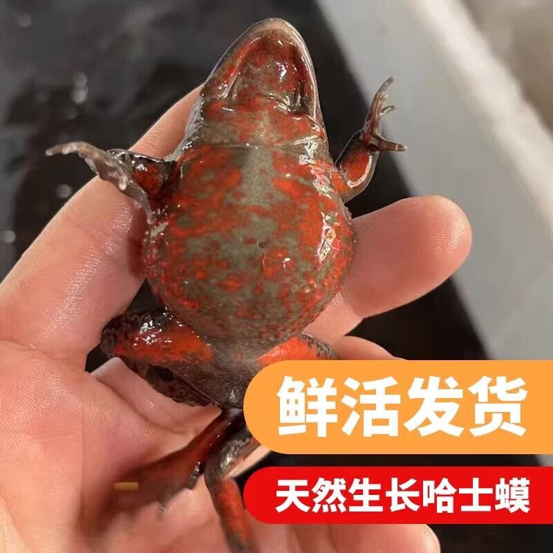 十里馋东北哈士蟆 红肚皮蛤士玛 全母满籽鲜活 红肚哈什蚂黑龙江伊春