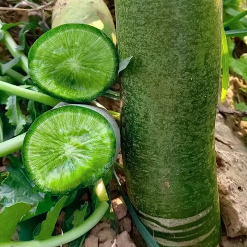 源惠鲜礼【到吃萝卜季节啦】新鲜潍坊水果萝卜 潍县绿萝卜 生吃脆甜新货 潍县水果萝卜 3斤装