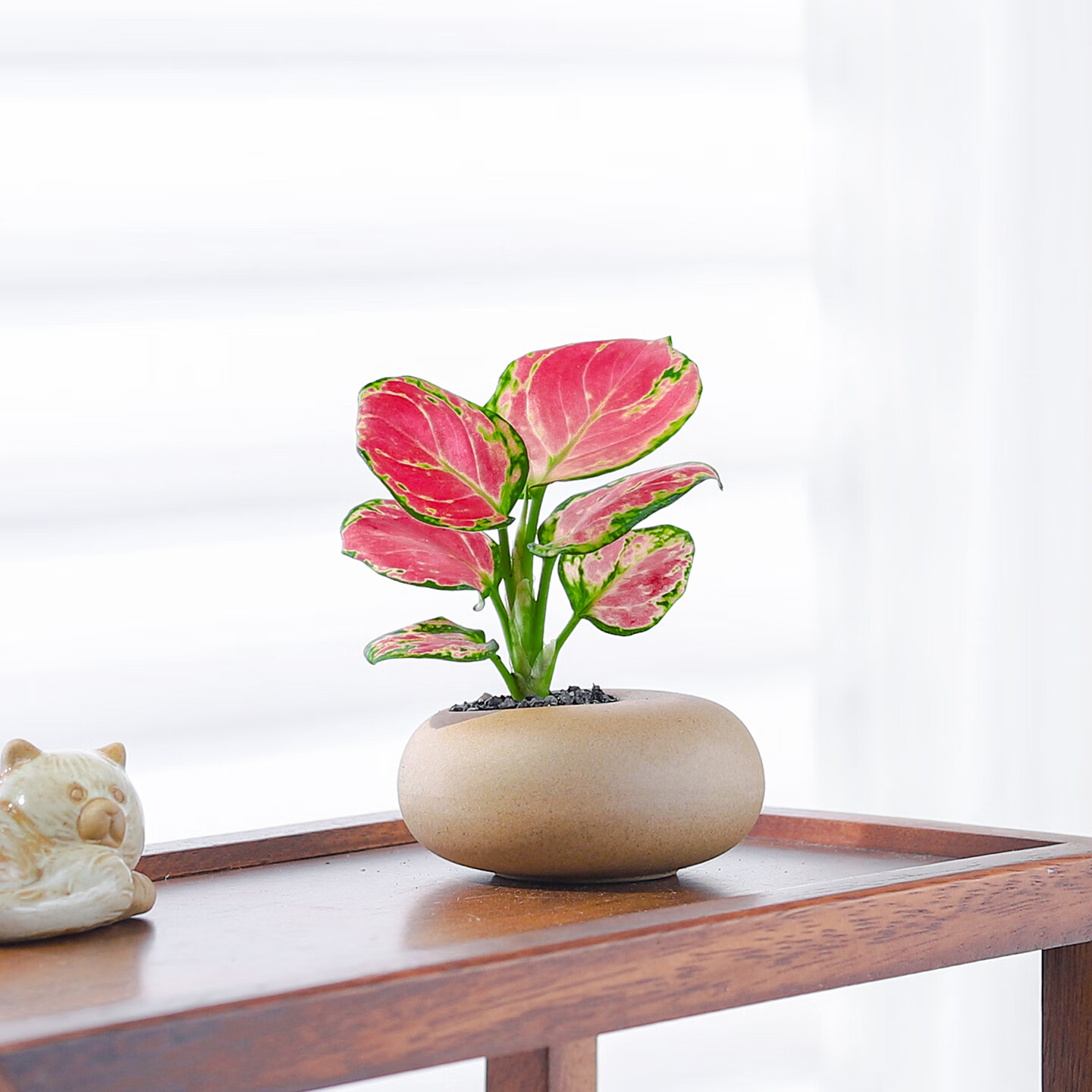 八芽如意盆栽吉利红室内好养花卉小绿植办公桌面植物盆景源头直发包邮 迷你吉利红-素砂鹌鹑蛋盆 带陶瓷盆栽好