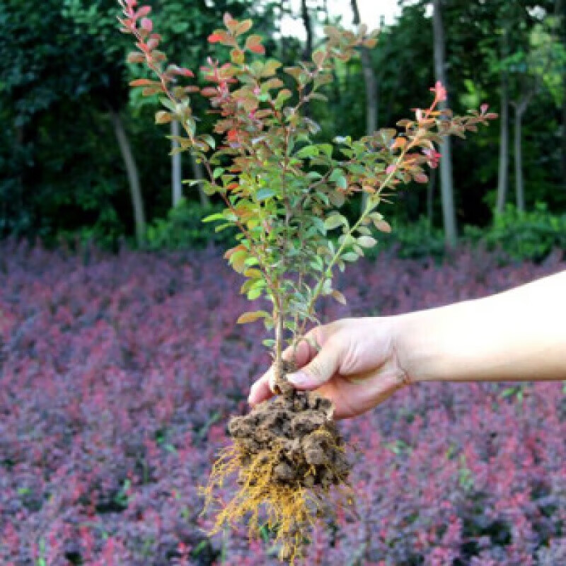 绿化色块苗木红叶小檗庭院绿篱花灌木苗木植物花卉红叶小檗 小檗20