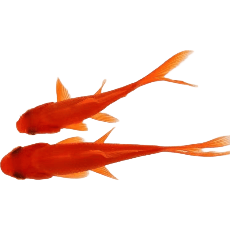 ����� ��ݽ� ������ 2-4cm С���� ��ˮ�ͻ� ��15��15�� 8.8Ԫ/����ʮ����
