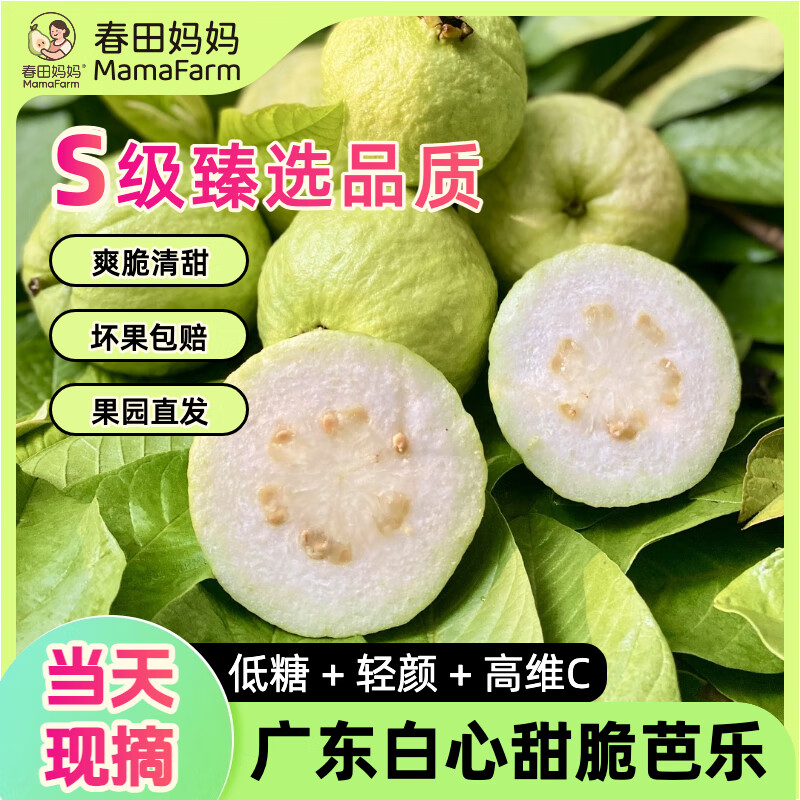 【低糖高维C】产地直发 广东新鲜糖尿病水果白心甜脆番石榴芭乐 【推荐买】5斤｜S级臻选当天采摘