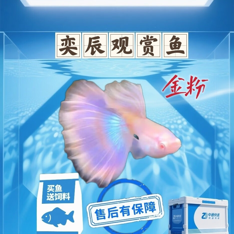 精品金粉孔雀鱼粉色系凤尾小型热带观赏鱼易繁殖好饲养鱼苗家庭 金粉